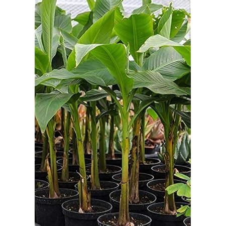 Go4plants Fruit Live Plant Super Tasty Banana Tree Plant"Palayankodan ...