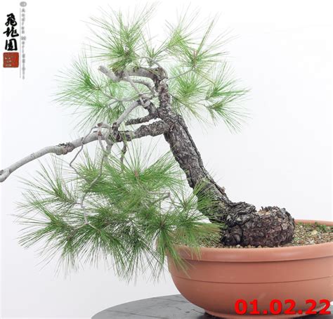 Pinus halepensis – Hiryuen