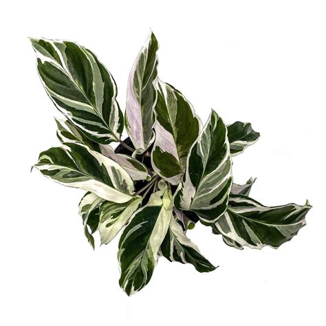 Planterina | Indoor plant gifts, Calathea plant, Trees to plant