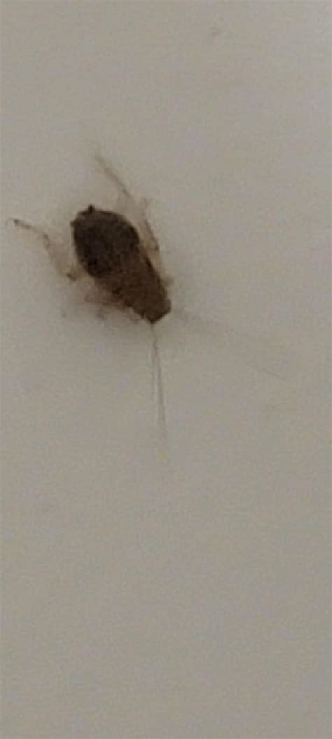 Is this a German cockroach nymph? : r/cockroaches