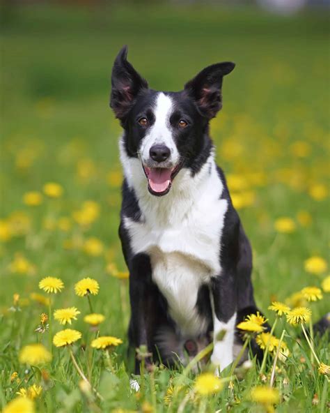 Short-Haired Border Collie: Facts, Pictures, Health & FAQs