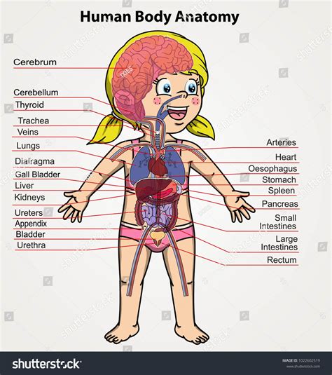 Girl Human Body at Samuel Zelman blog