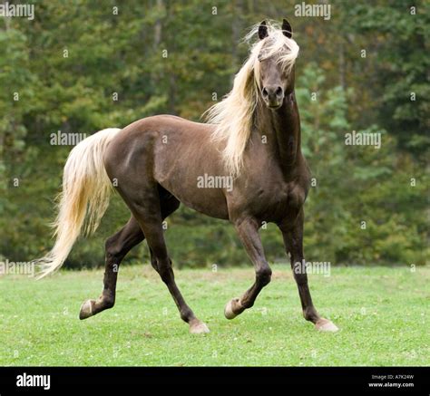 Rocky Mountain Horse Silver Dapple
