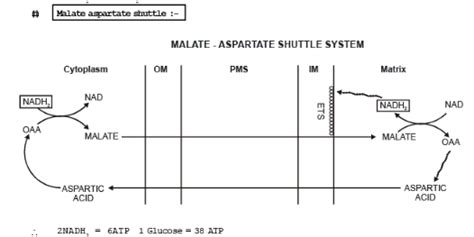 Glycerol-Phosphate Shuttle System (Old NCERT) - NEET PDF Download