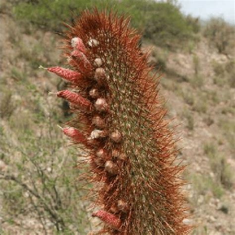Cleistocactus Buchtienii Cactus Plant