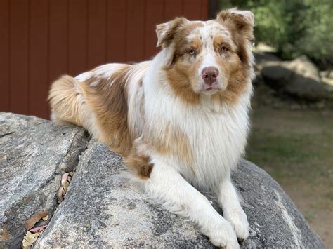 Merle Aussie Shepherd