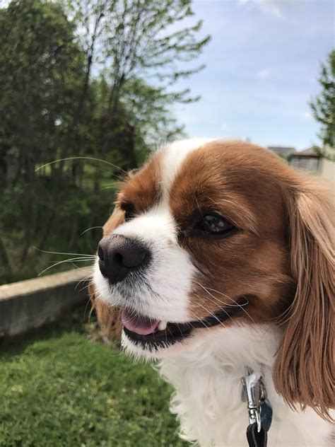 Image result for Alien Adelaide