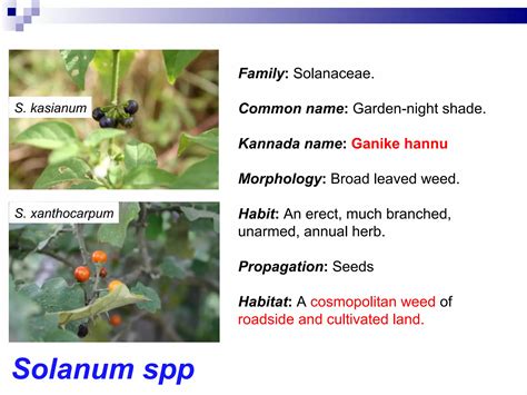 Weeds IDENTIFICATION photos | PPT