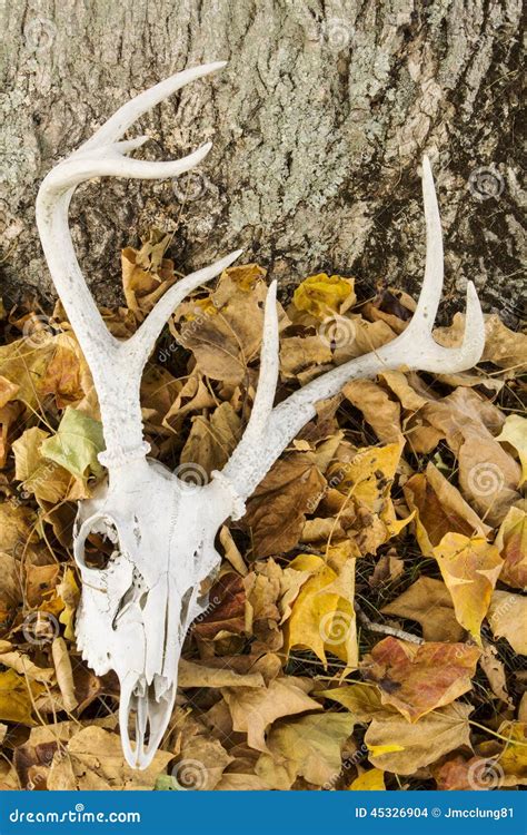 Deer skull with antlers stock photo. Image of grass, ground - 45326904