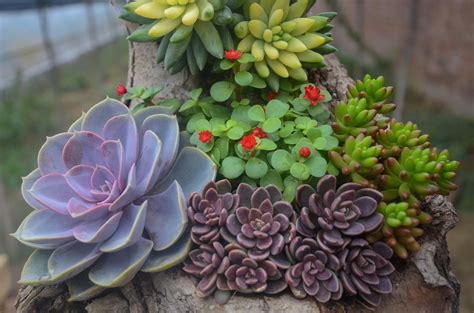 Unique Succulent Planter Ideas For Your Backyard