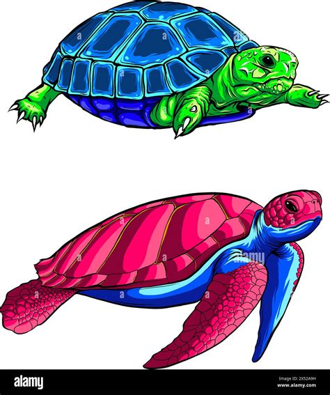 vector illustration of cute turtle set on white background. digital ...