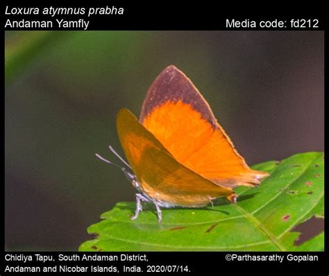 Loxura atymnus | Butterfly