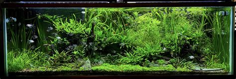 My 100 gallon tank . : r/PlantedTank