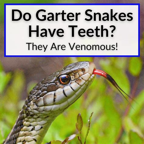What Do I Feed My Pet Garter Snake at Catherine Fletcher blog