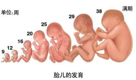 胎儿发育标准_深圳家家月嫂_【家家母婴集团】