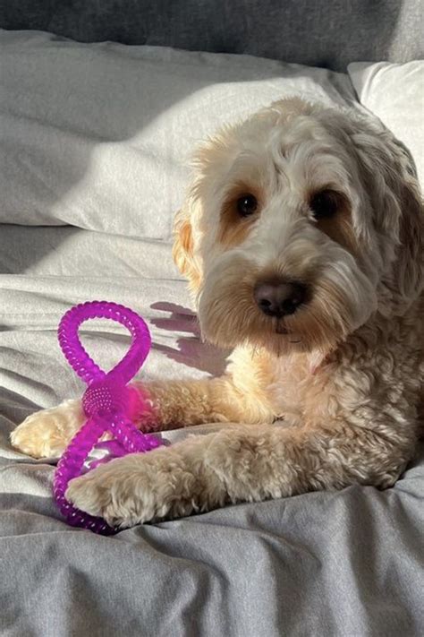 Image result for Cockapoo Hypoallergenic Dogs