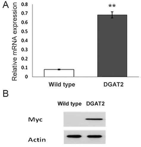 Improvement of Neutral Lipid and Polyunsaturated Fatty Acid ...