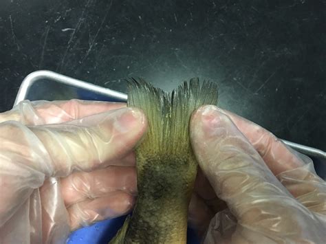 Image result for Perch Fish Dissection