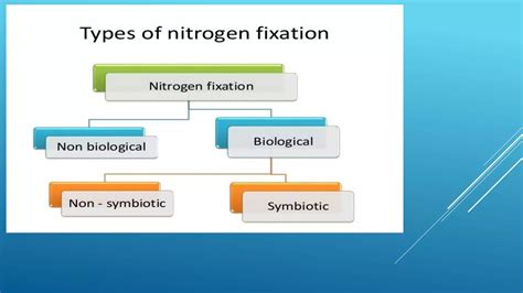 Image result for Nitrogen Fixation Process