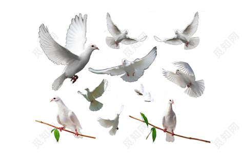 白色鸽子鸟类和平鸽png素材免费下载 - 觅知网