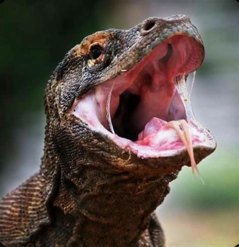 Komodo dragons are apex predators! | แกลเลอรีที่โพสต์โดย Komodo Bsport | Lemon8