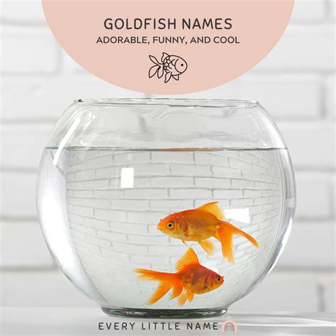 230+ Best Goldfish Names (Adorable, Funny, and Cool) - Every Little Name