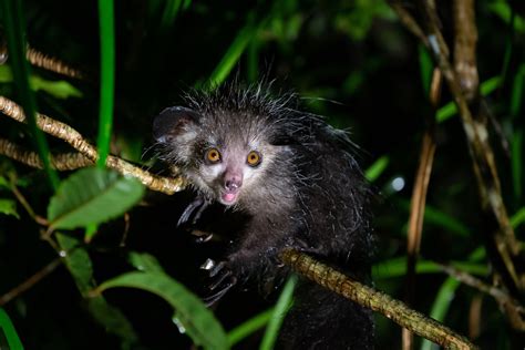 Amazing photos of nocturnal animals | Live Science