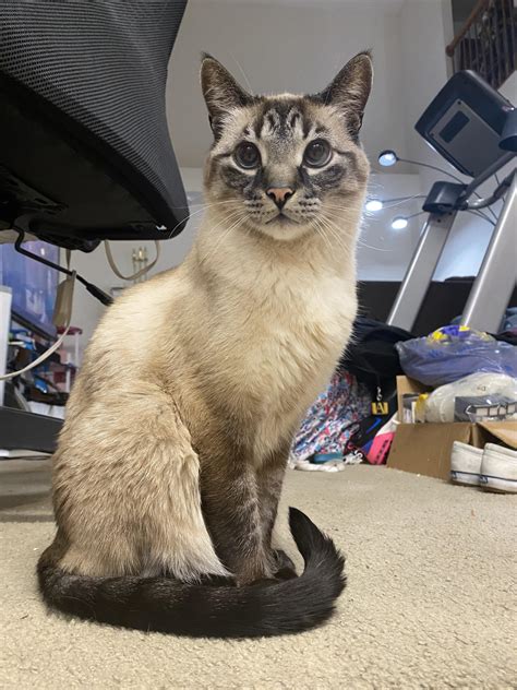 Siamese Tabby Mix 11 Siamese Mixed Cat Breeds LOL Cats