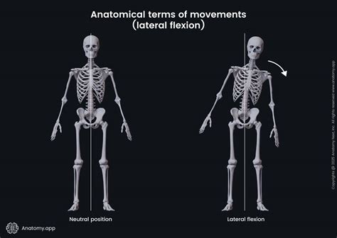 Image result for Contralateral Lateral Flexion