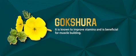 SESA Shilajit Gold 60 Capsules with 60%+ Fulvic Acid 100% Natural ...