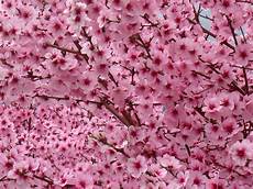 ca fiore goodvalley fiorire ca fiore goodvalley fiorire