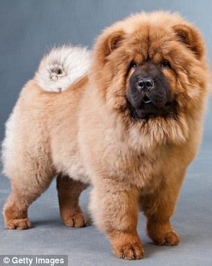 Image result for Dogs Getting Slaughtered