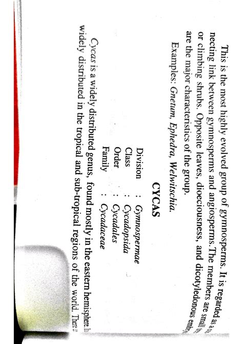 Cycas - Bryology, Pteridology, Gymnosperms & Paleobotany - Studocu