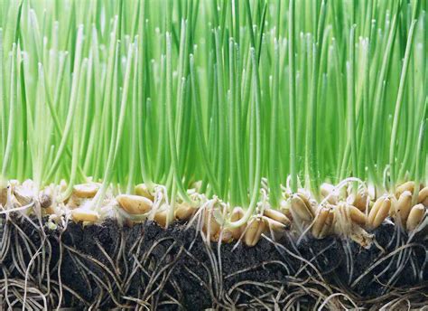 Grass Germination Guide When To Plant Cool Season Grass | Expert Tips