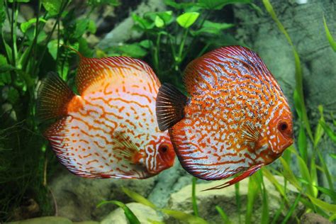 Image result for Discus Fish Care Guide