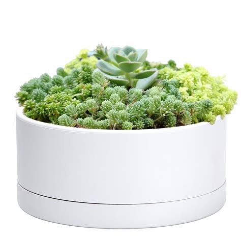 Amazon.com : D'vine Dev 10 Inch Plastic Shallow Planter, Large Round ...