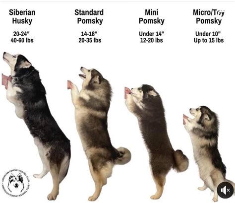 Pomsky Dog Full Grown Size