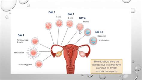Image result for Ovulation and Fertilization Process