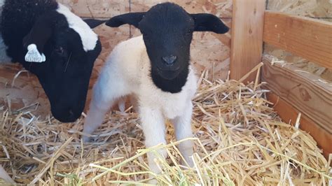 About Dorper Sheep | Trinity M Farms