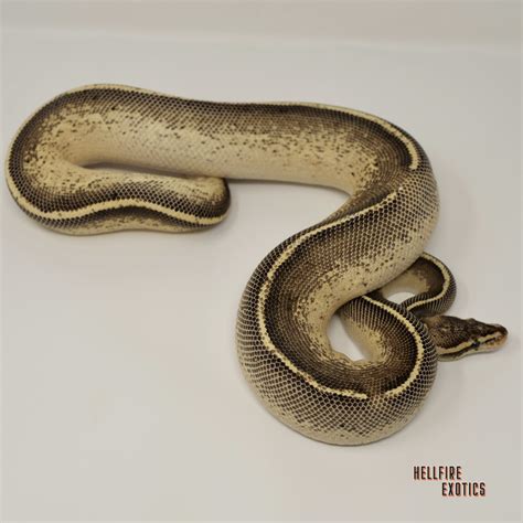 Image result for Leopard Freeway Ball Python