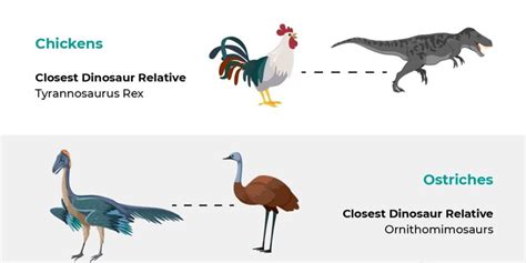 Evolution Bird 的图像结果