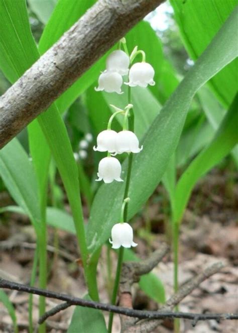 Image result for Flower Pot Unicode Python