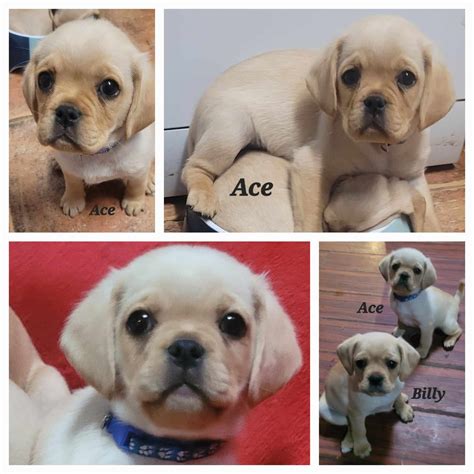 Pugalier - Salisbury East - PetsForHomes