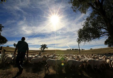 100 Textile Brands Against Mulesing - FOUR PAWS International - Animal ...
