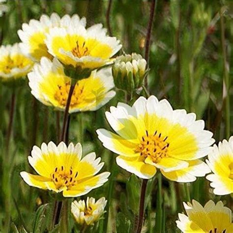 Tidy Tips Layia Platyglossa Flower Seeds – Yellow & White Bicolor