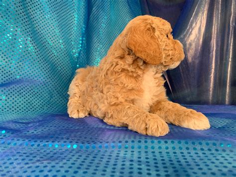 F1b and F1 Cockapoos Available, Professional Iowa Breeders With All Colors