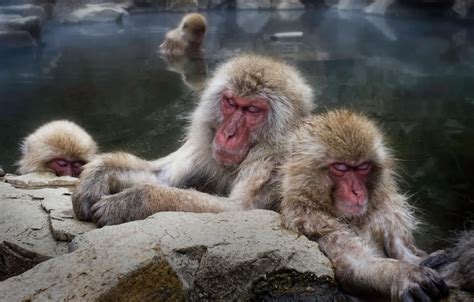 Wallpaper stones, macaques, stay, sleep, bathing, monkey, monkey, pond ...