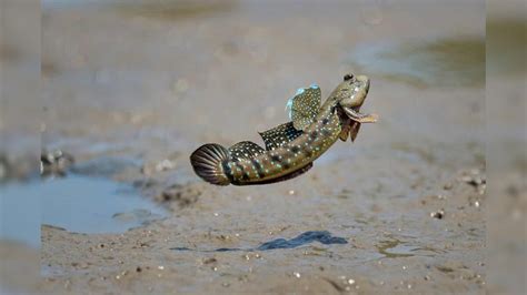 Walking fish: భలే భలే చేప.. ఇది నడుస్తుంది.. గెంతుతుంది కూడా.. ఎక్కడ ...