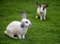 Image result for White Dwarf Hotot Rabbit