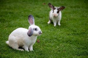 Image result for Dwarf Hotot Chocolate Banded
